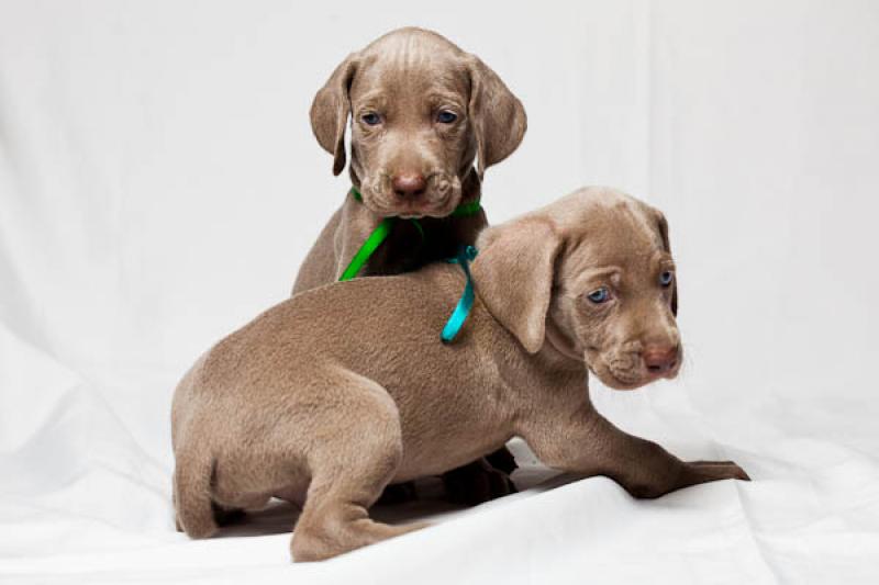 Cachorros Weimaraner