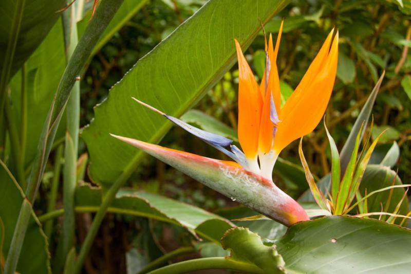 Strelitzia reginae