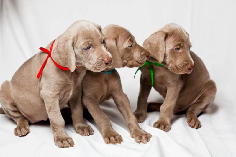 Cachorros Weimaraner