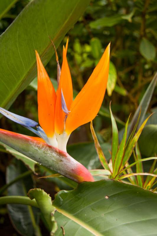 Strelitzia reginae