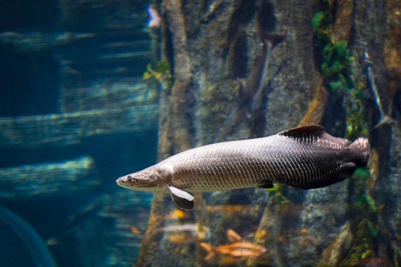 Acuario de Medellin, Parque Explora, Medellin, Ant...