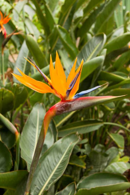 Strelitzia reginae