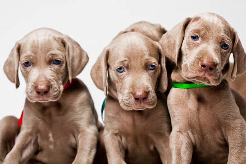 Cachorros Weimaraner