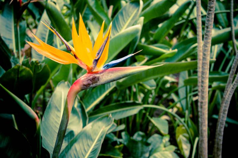 Strelitzia reginae