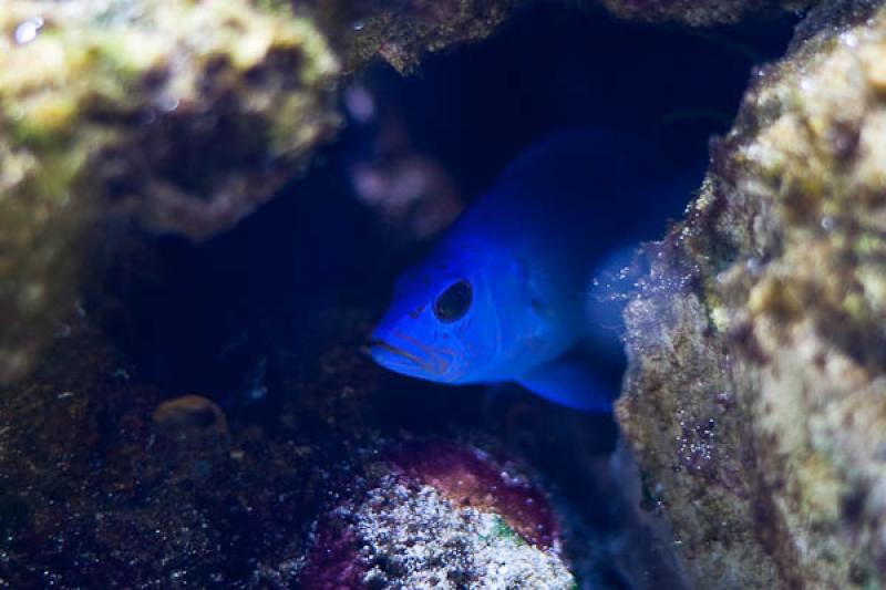 Acuario de Medellin, Parque Explora, Medellin, Ant...