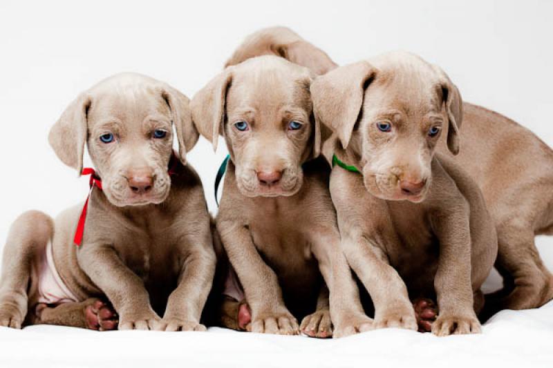 Cachorros Weimaraner