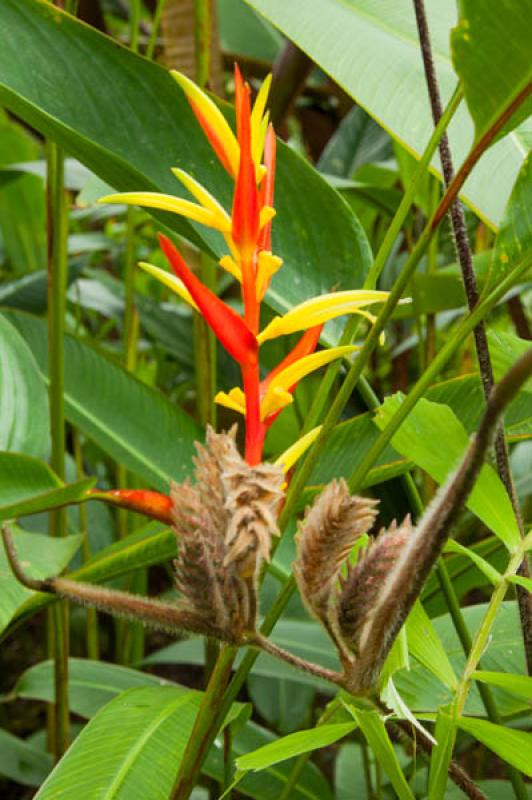 Heliconia acuminata