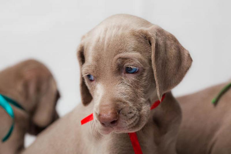 Cachorro Weimaraner