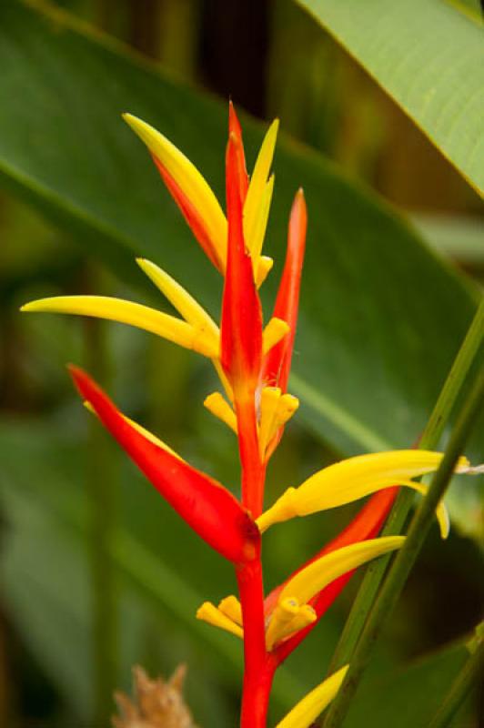 Heliconia acuminata