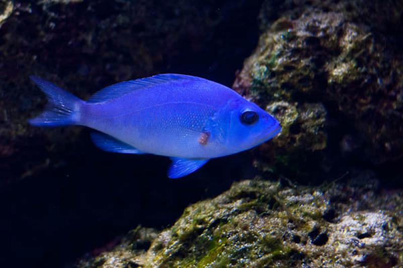 Acuario de Medellin, Parque Explora, Medellin, Ant...