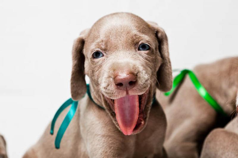 Cachorro Weimaraner