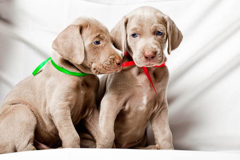 Cachorros Weimaraner