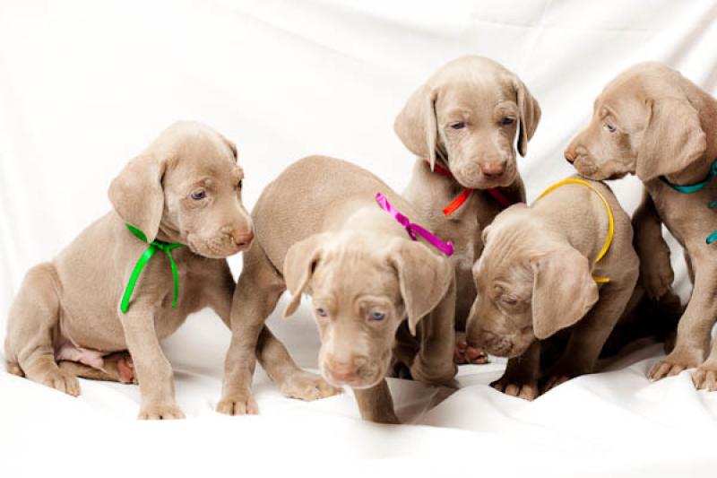 Cachorros Weimaraner