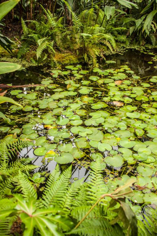 Nymphaea alba, Jardin Botanico de Bogota Jose Cele...