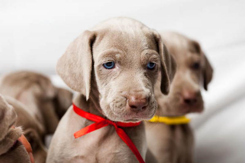 Cachorro Weimaraner