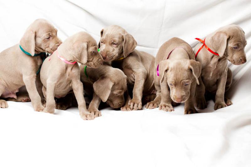 Cachorros Weimaraner