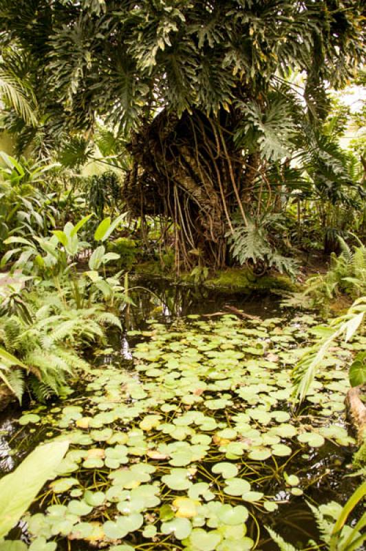 Nymphaea alba, Jardin Botanico de Bogota Jose Cele...