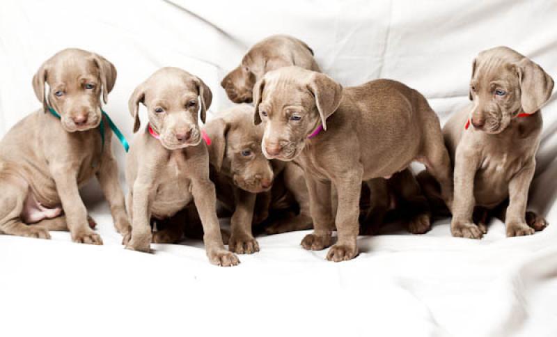 Cachorros Weimaraner