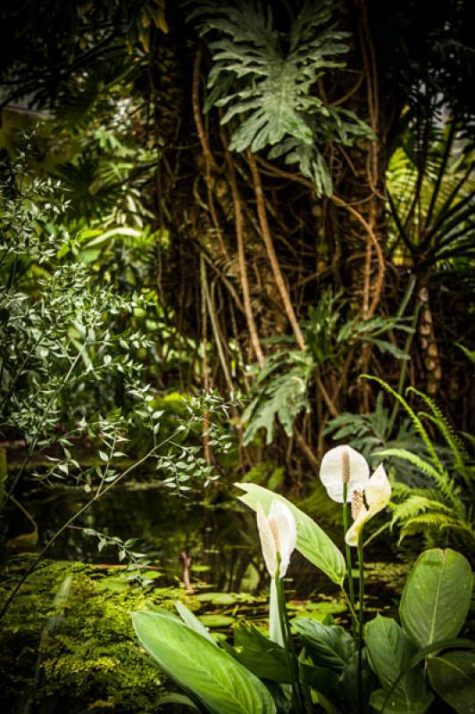 Jardin Botanico de Bogota Jose Celestino Mutis, Bo...