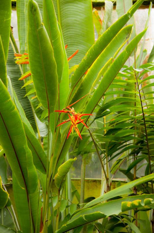 Heliconia acuminata