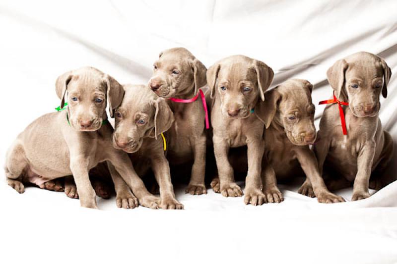 Cachorros Weimaraner