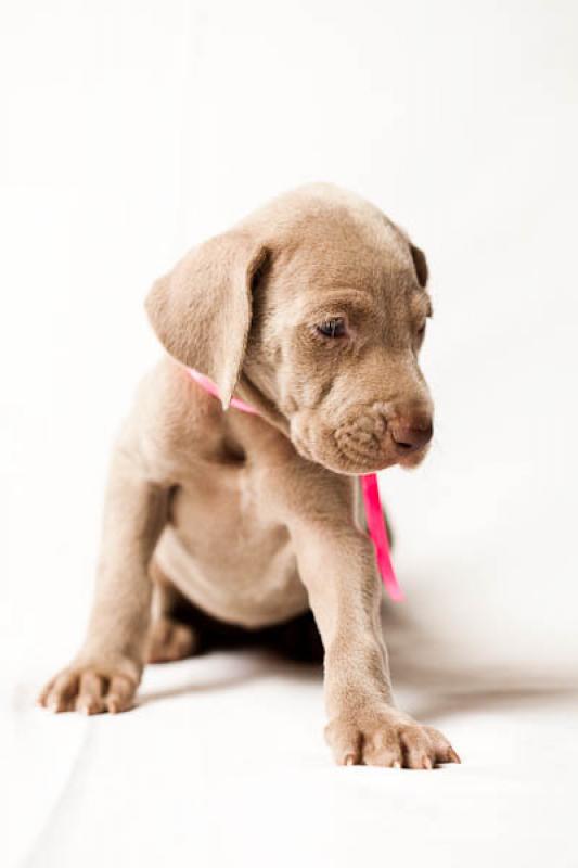 Cachorro Weimaraner