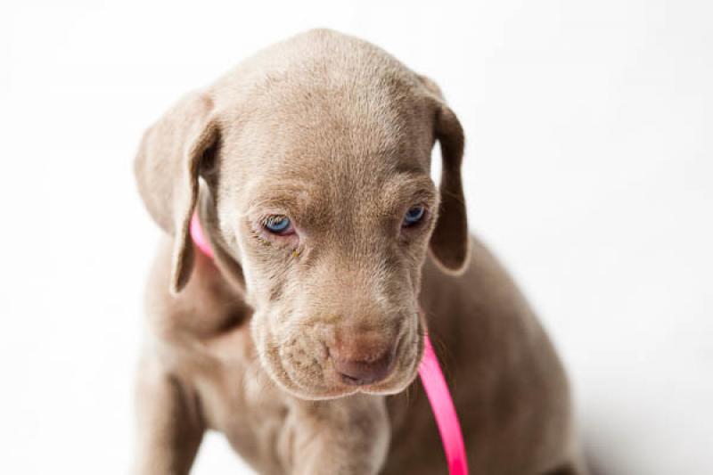 Cachorro Weimaraner