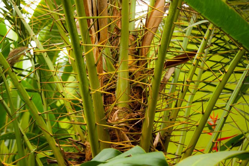 Detalle de Planta