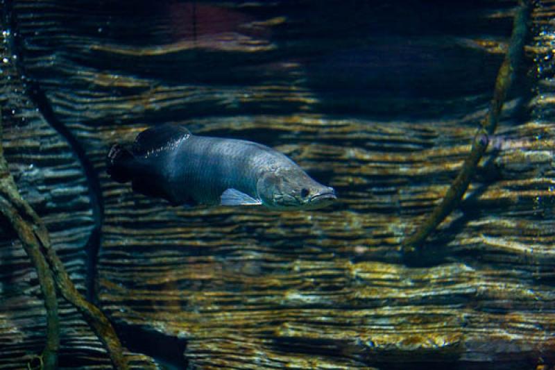 Acuario de Medellin, Parque Explora, Medellin, Ant...