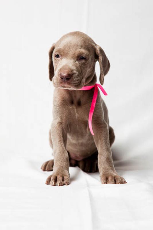 Cachorro Weimaraner