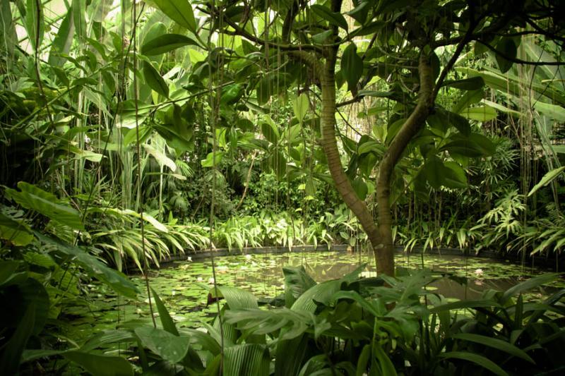 Nymphaea alba, Jardin Botanico de Bogota Jose Cele...