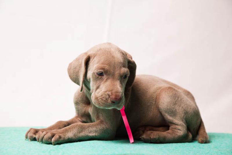 Cachorro Weimaraner