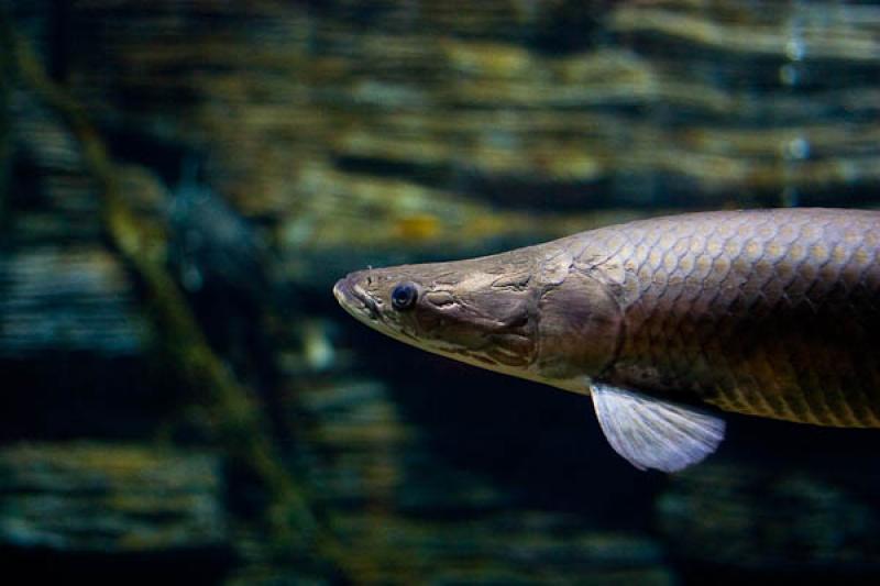 Acuario de Medellin, Parque Explora, Medellin, Ant...