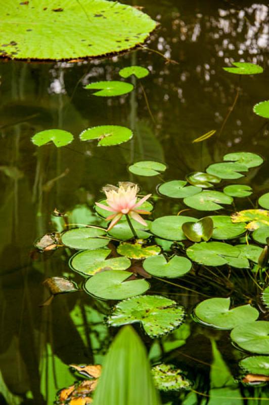 Nymphaea alba