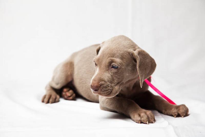 Cachorro Weimaraner