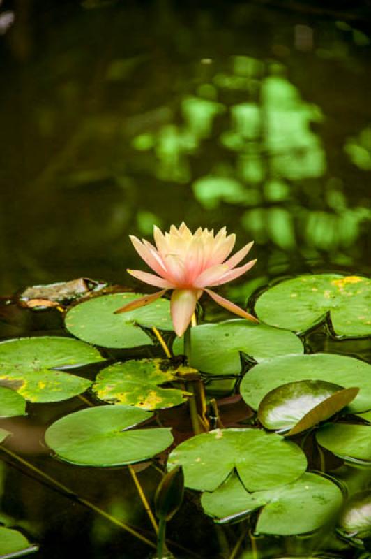 Nymphaea alba