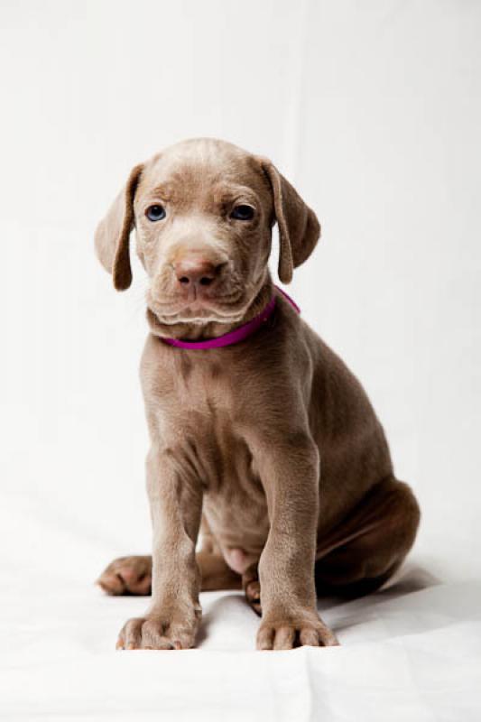 Cachorro Weimaraner