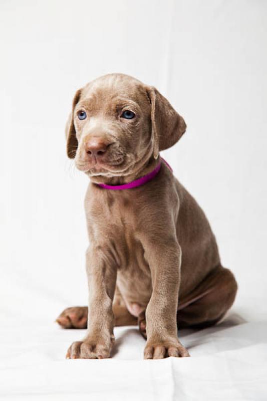 Cachorro Weimaraner