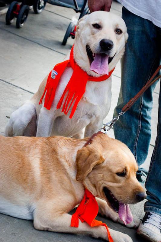 Labrador retriever