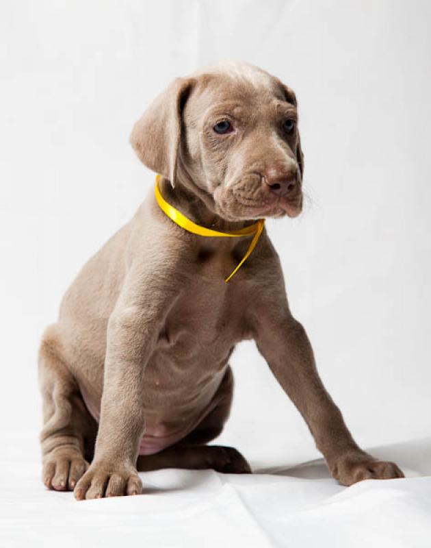 Cachorro Weimaraner