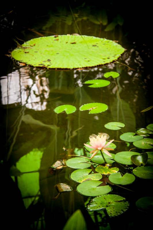 Nymphaea alba