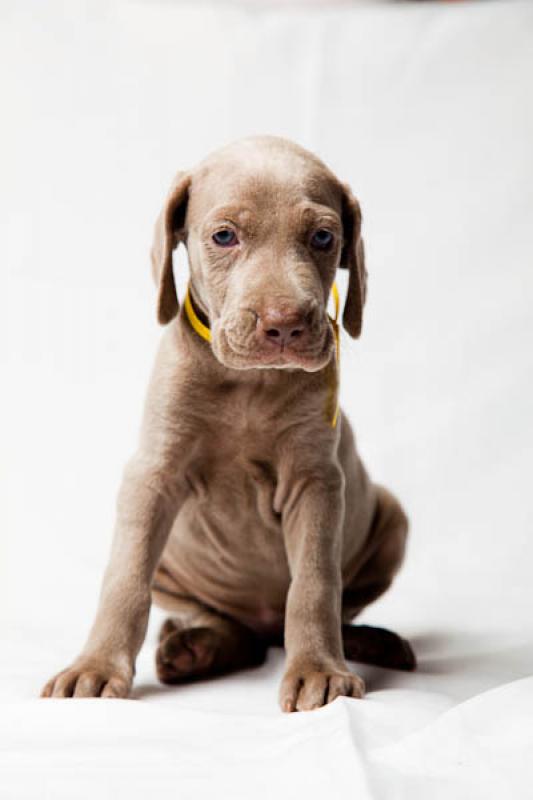 Cachorro Weimaraner