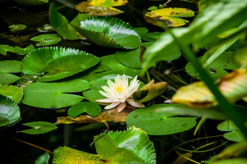 Nymphaea alba