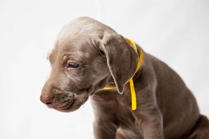 Cachorro Weimaraner