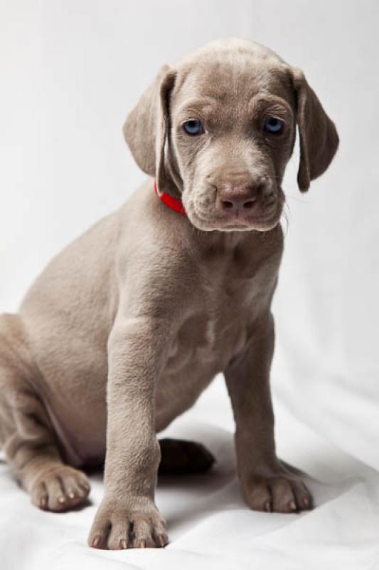 Cachorro Weimaraner