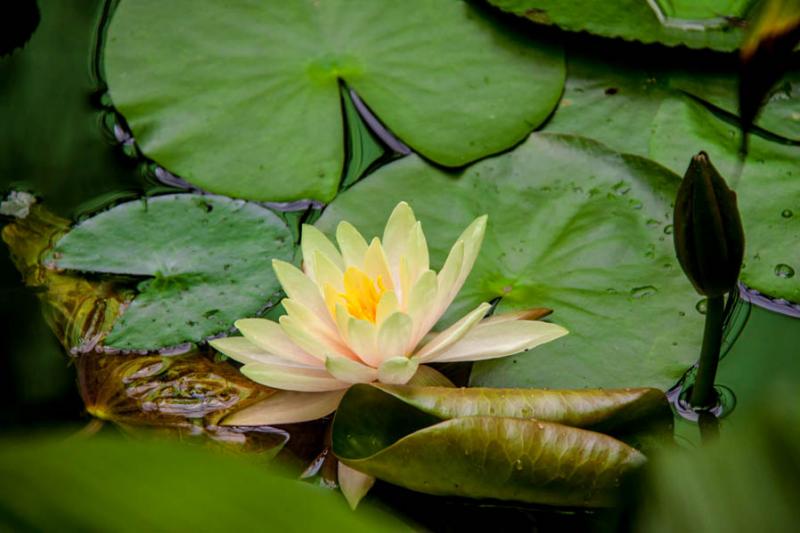 Nymphaea alba