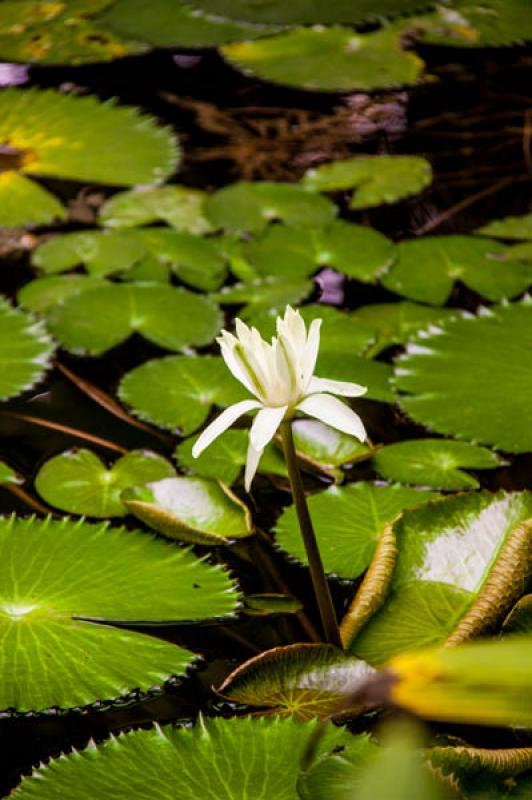 Nymphaea alba