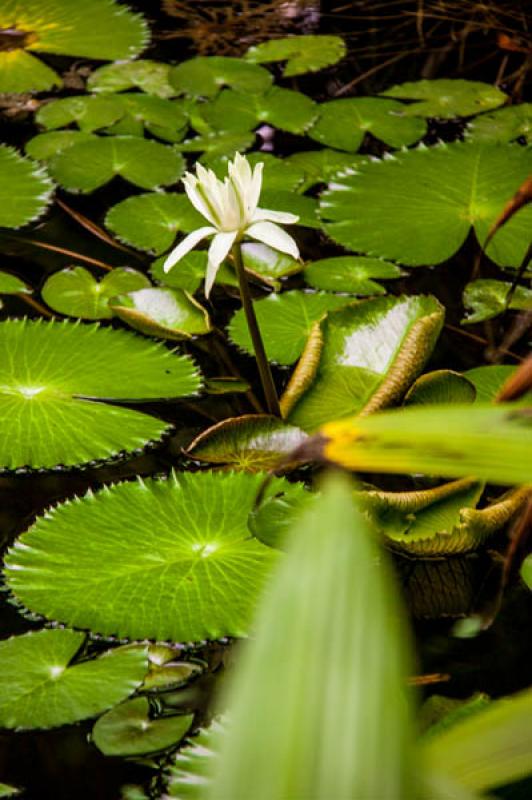 Nymphaea alba