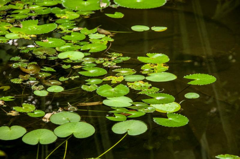 Nymphaea alba