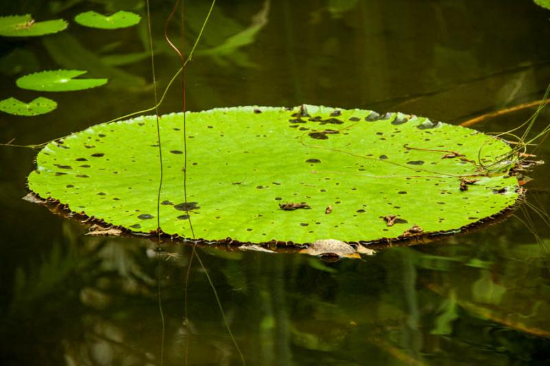 Nymphaea alba